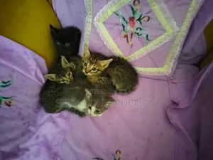 1-3 months Male Mixed Breed Cat