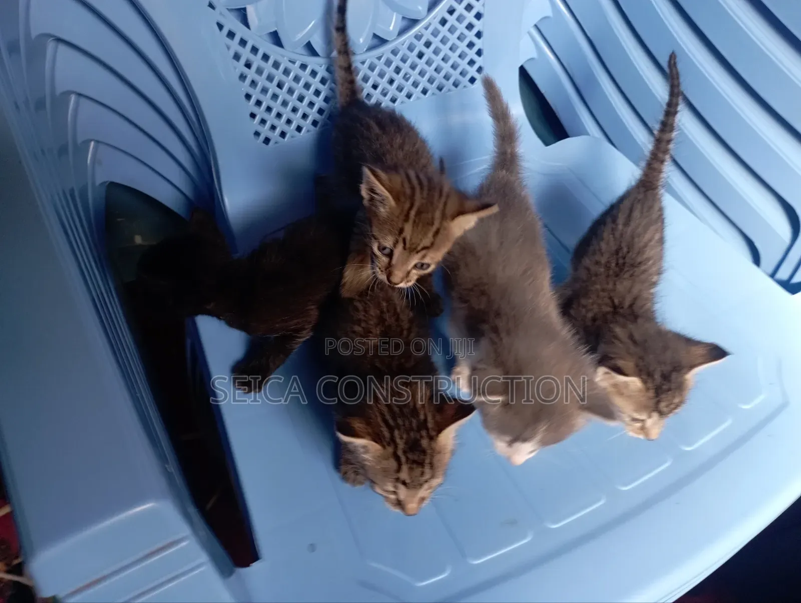 1-3 months Male Mixed Breed Cat