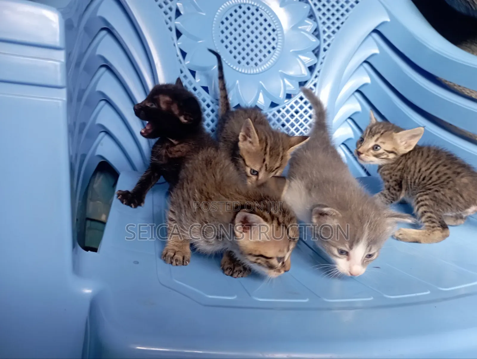 1-3 months Male Mixed Breed Cat