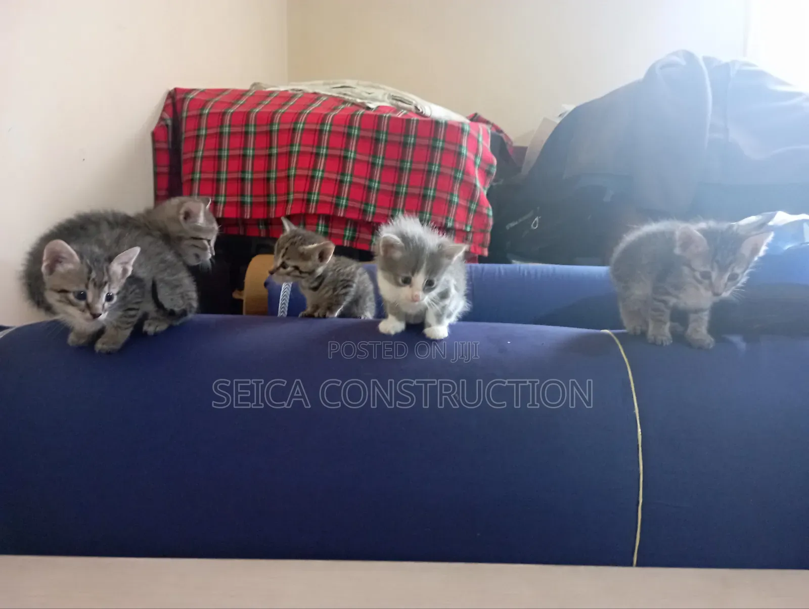 1-3 months Male Mixed Breed Cat