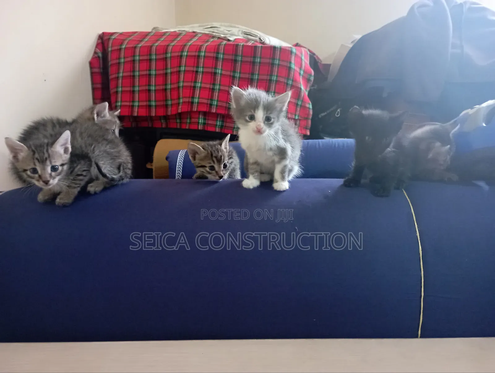 1-3 months Male Mixed Breed Cat