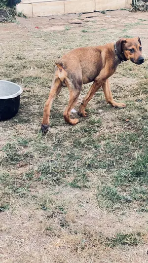 3-6 months Male Mixed Breed Boerboel