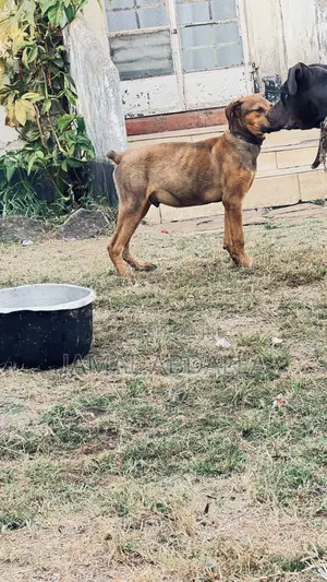 3-6 months Male Mixed Breed Boerboel