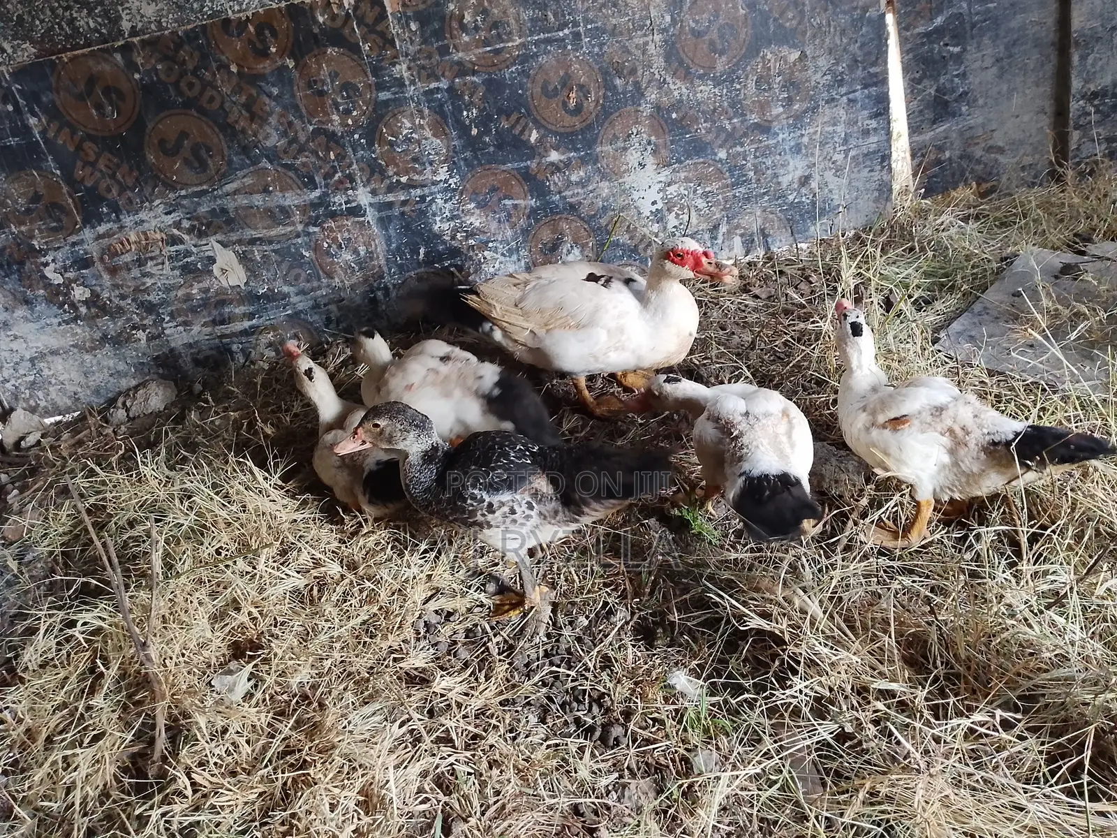 Selling Ducks