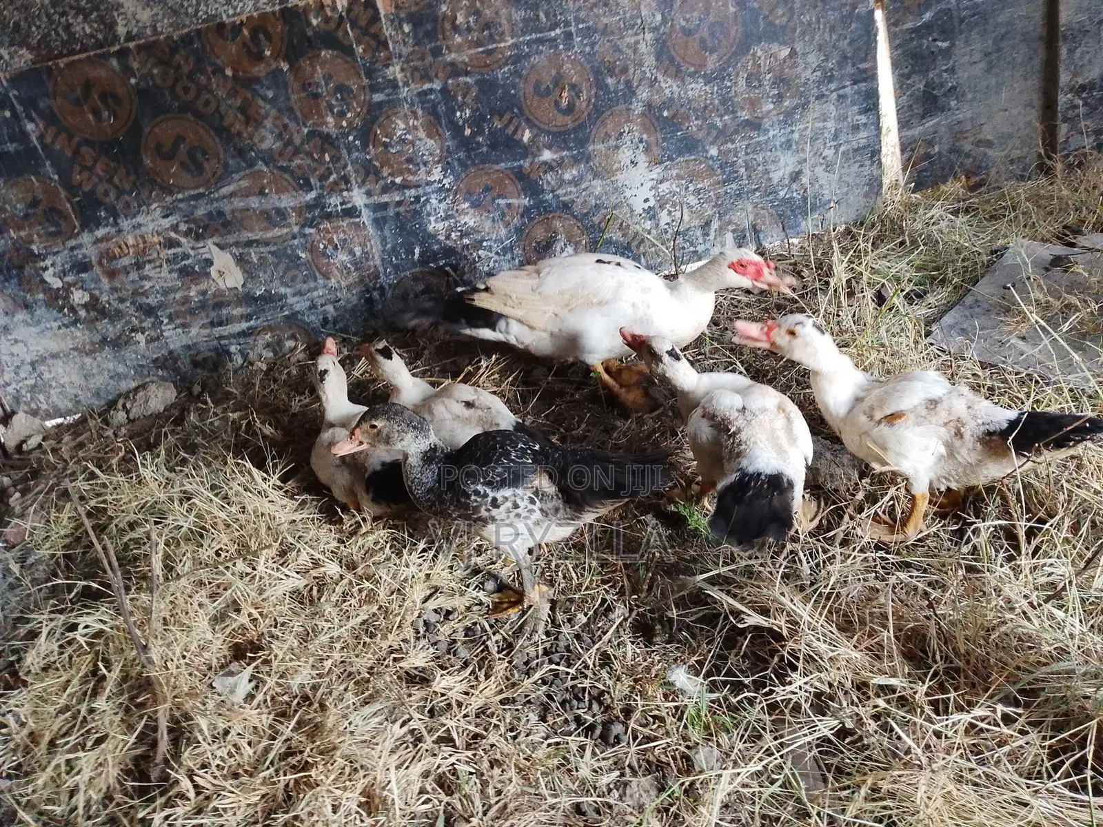 Selling Ducks