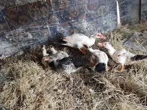 Selling Ducks