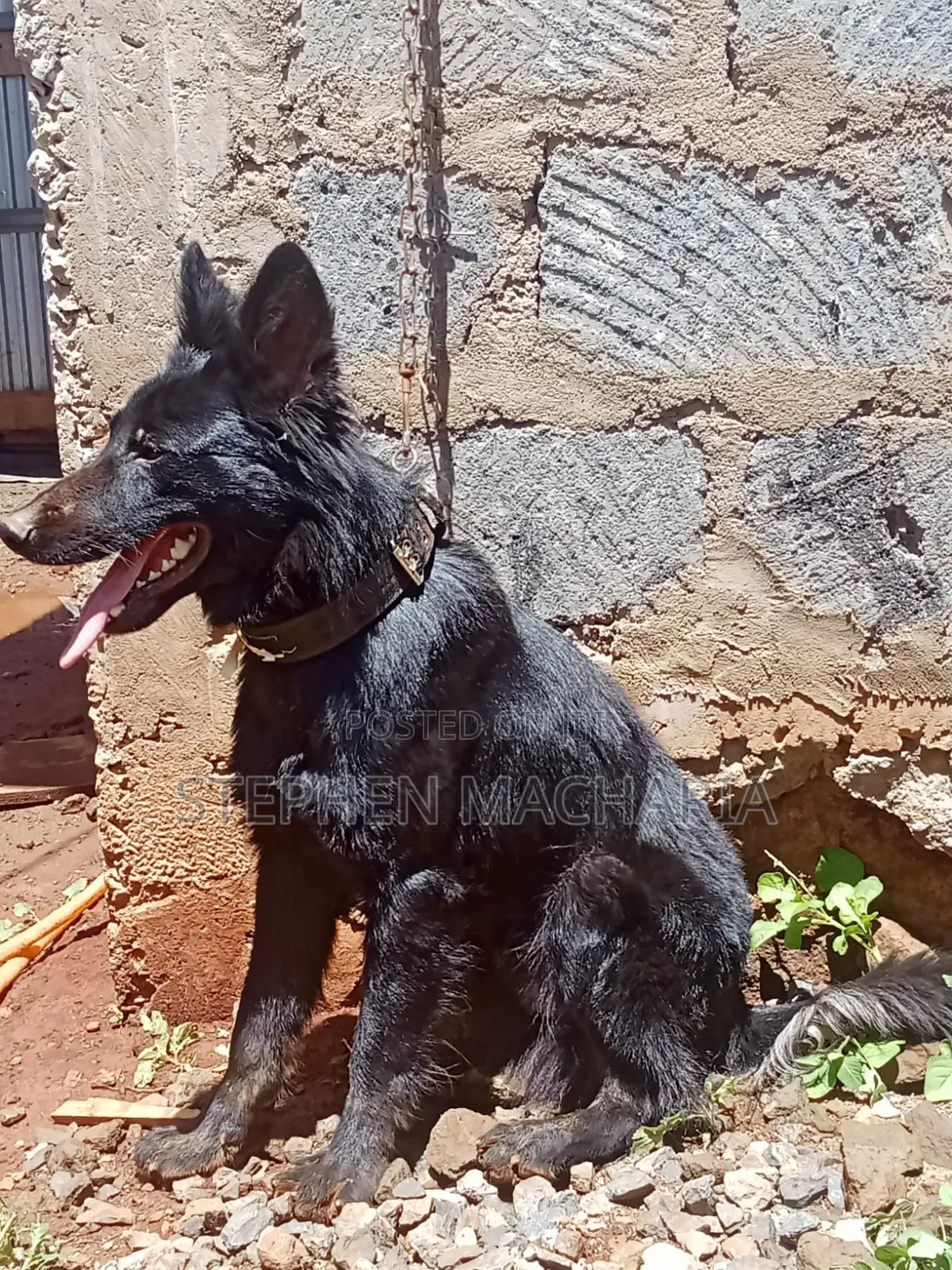 6-12 months Male Purebred German Shepherd