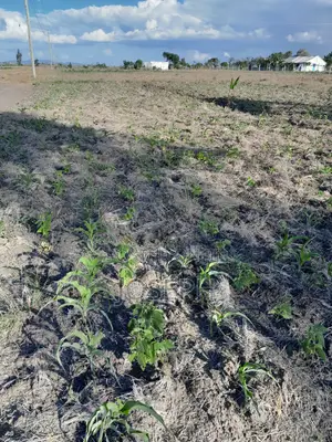 Plot for Sale (Thriving Joska).