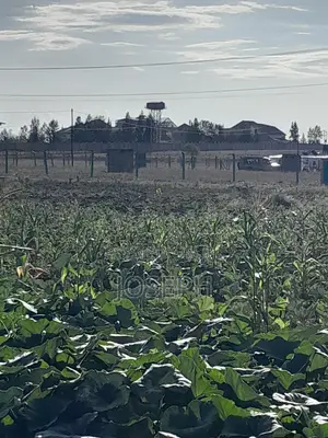 Plot for Sale (Thriving Joska).