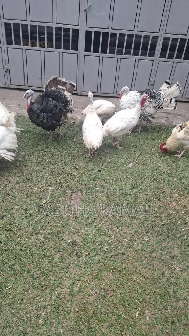 Turkey Birds - thumbnail 2