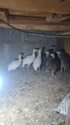 Turkey Chicks