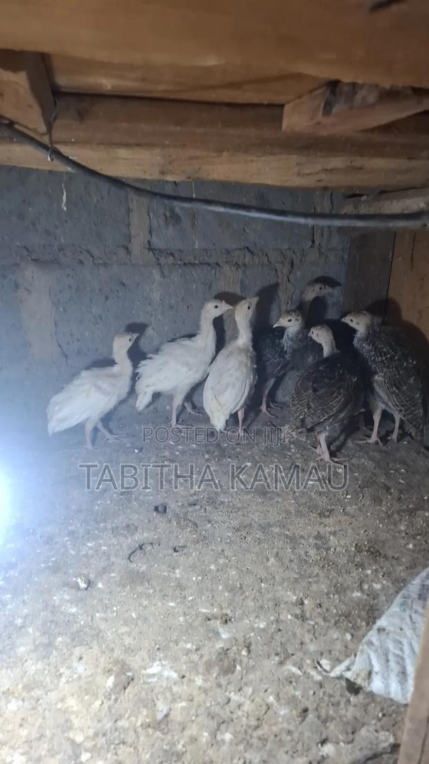Turkey Chicks
