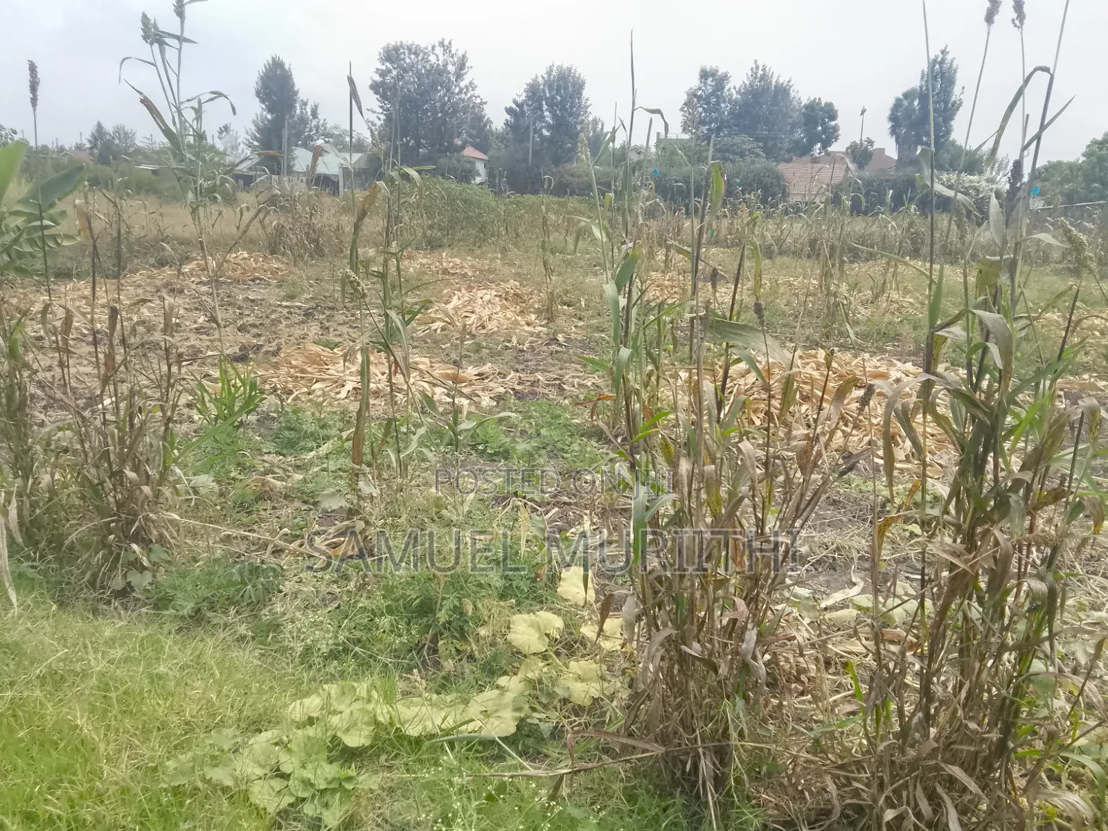 Land for Sale