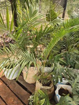 Potted Golden Palms,potted Plants