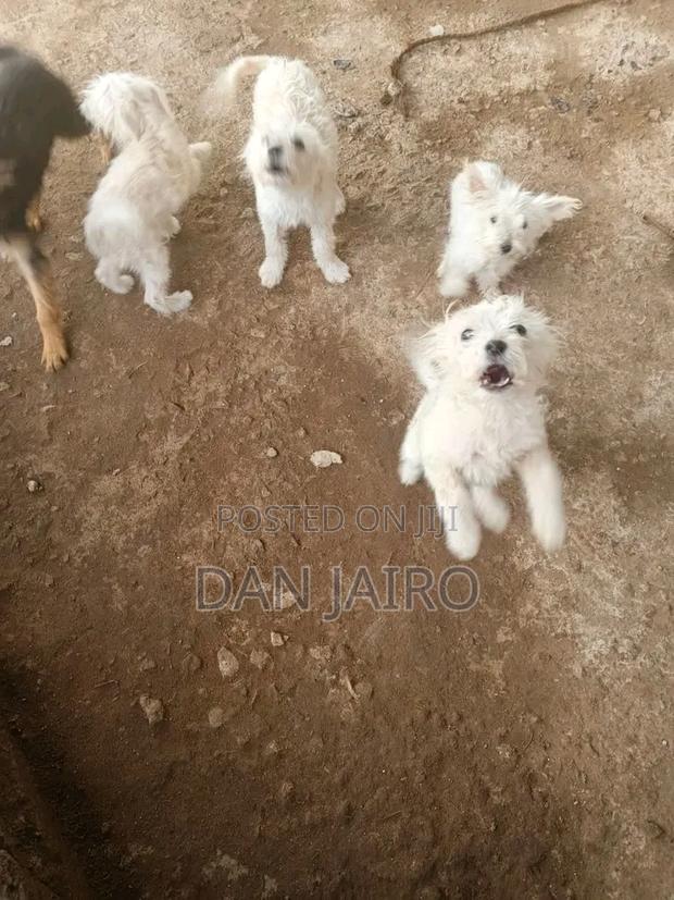 3-6 months Female Purebred Japanese Spitz