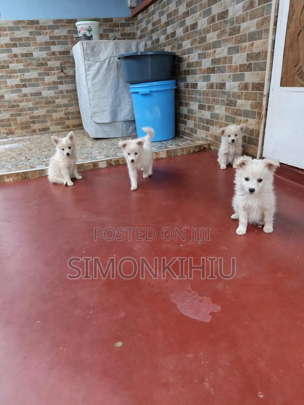 1-3 months Female Mixed Breed Japanese Spitz - thumbnail 6