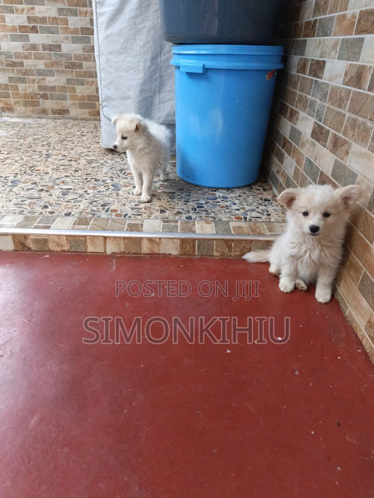 1-3 months Female Mixed Breed Japanese Spitz