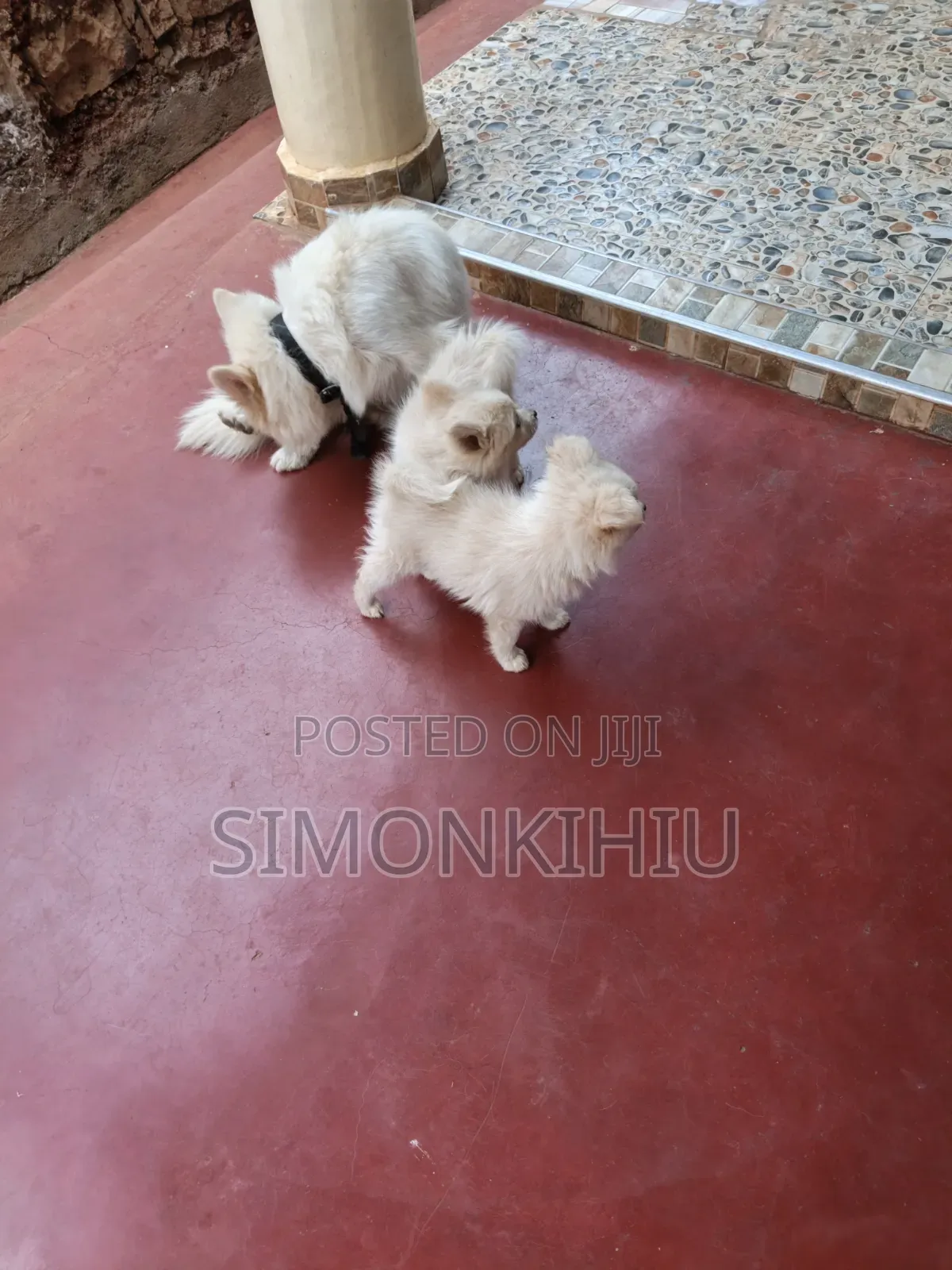 1-3 months Female Mixed Breed Japanese Spitz
