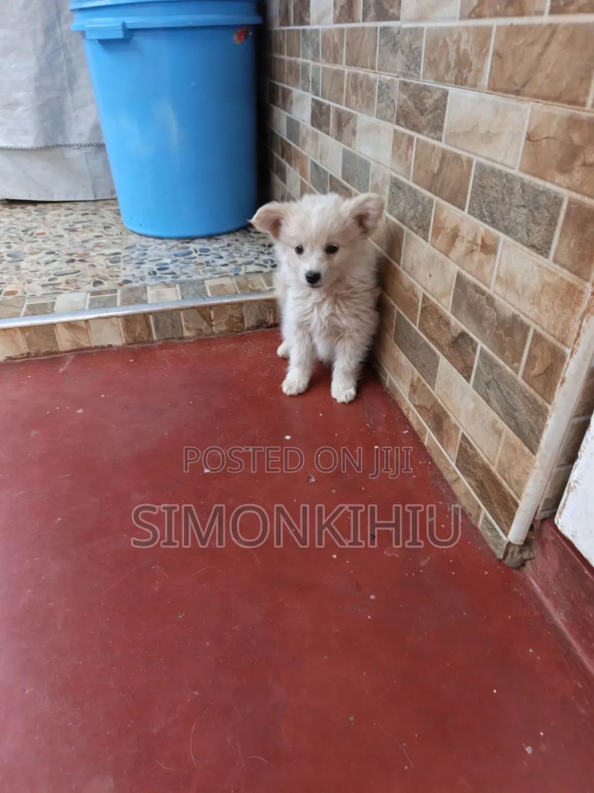 1-3 months Female Mixed Breed Japanese Spitz