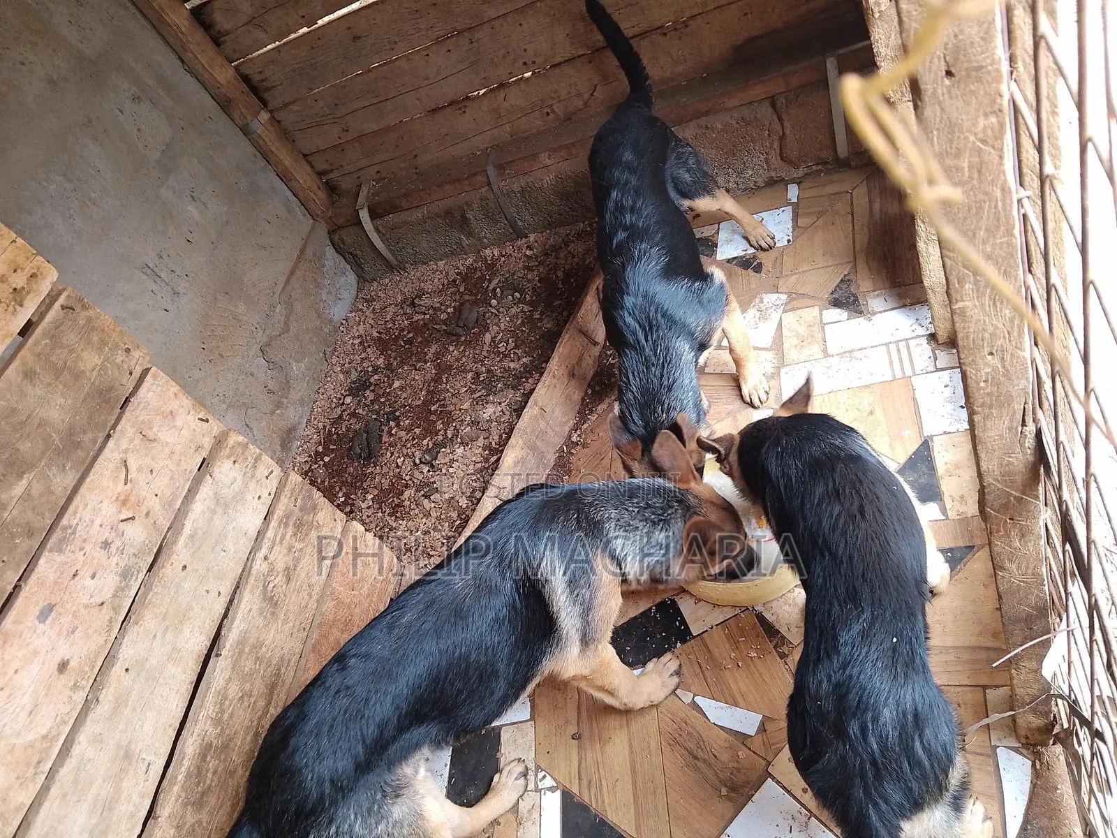 3-6 months Female Purebred German Shepherd