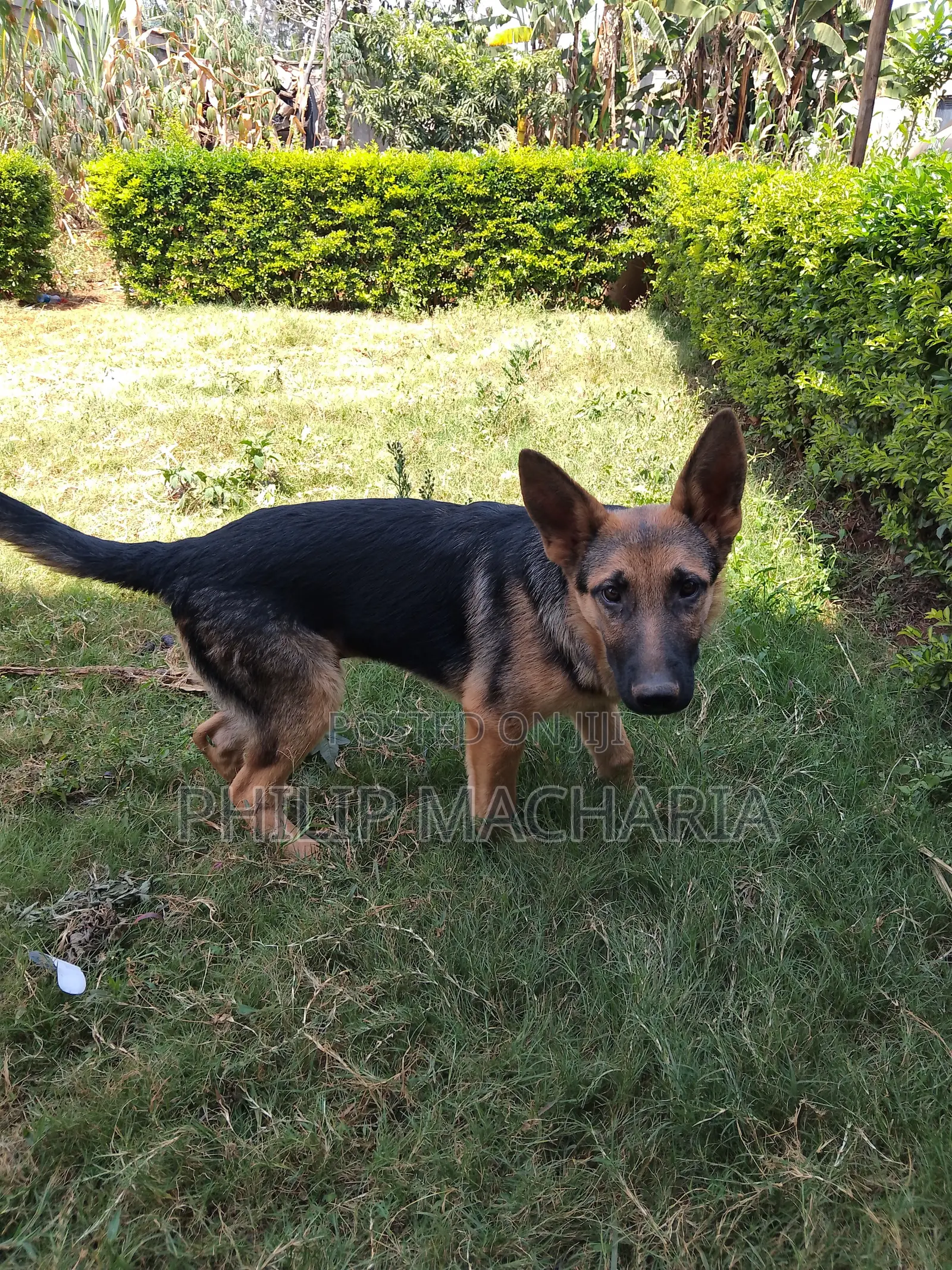 3-6 months Female Purebred German Shepherd