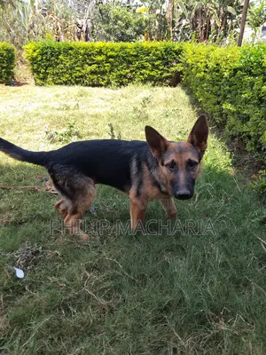 3-6 months Female Purebred German Shepherd