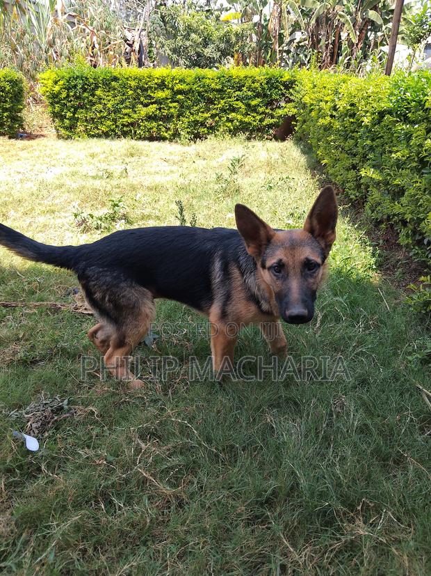3-6 months Female Purebred German Shepherd - thumbnail 3