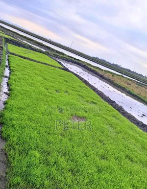 Mwea Pishori Rice