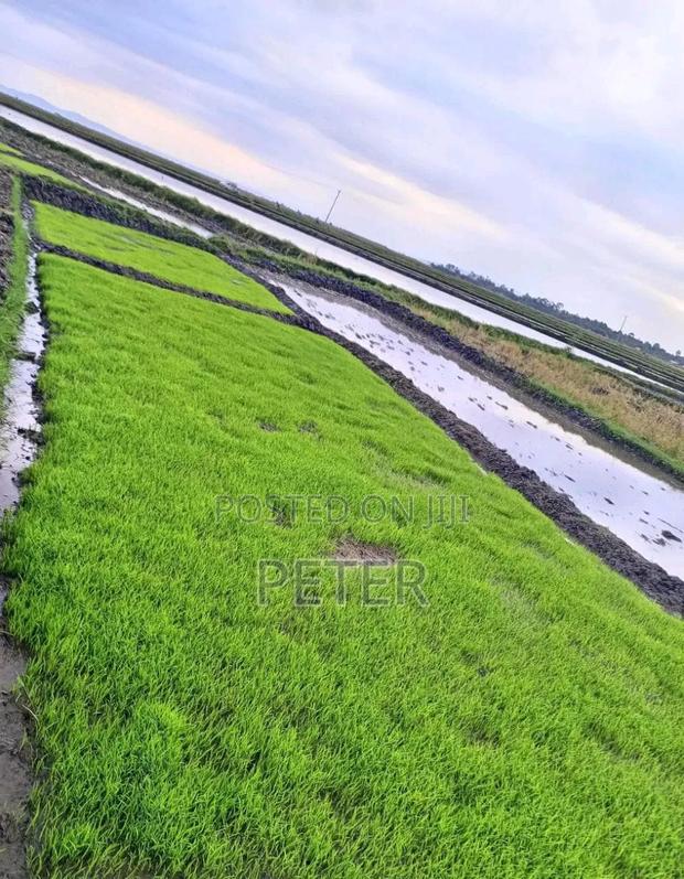 Mwea Pishori Rice - thumbnail 2