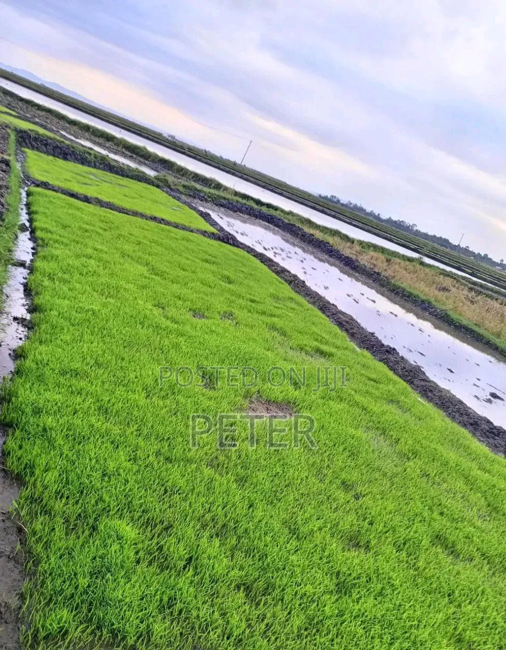 Mwea Pishori Rice