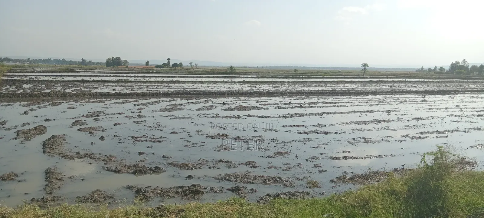Mwea Pishori Rice