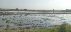 Mwea Pishori Rice