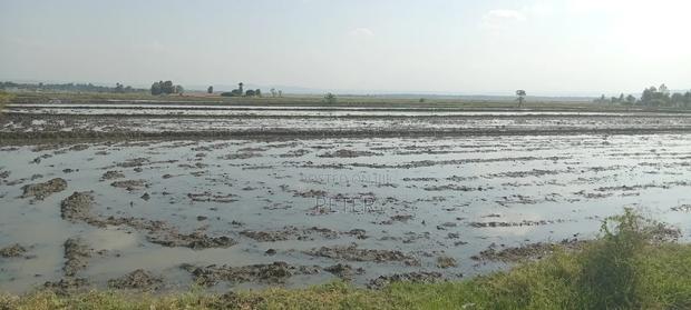 Mwea Pishori Rice - thumbnail 3