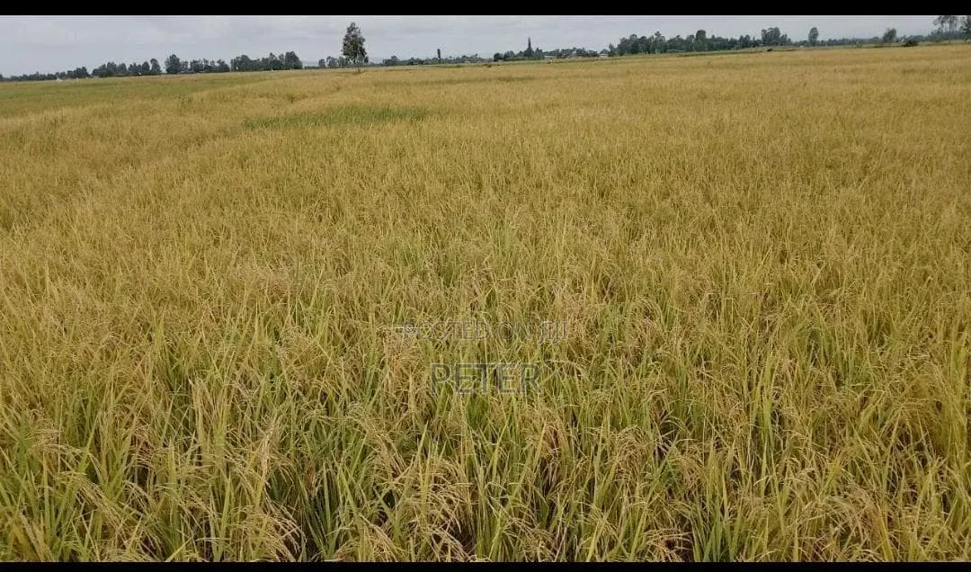 Mwea Pishori Rice