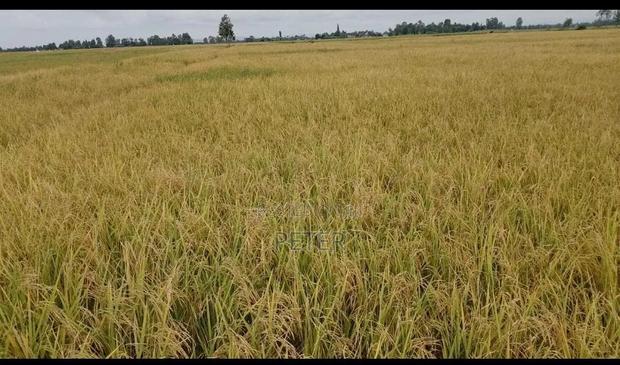 Mwea Pishori Rice - thumbnail 4