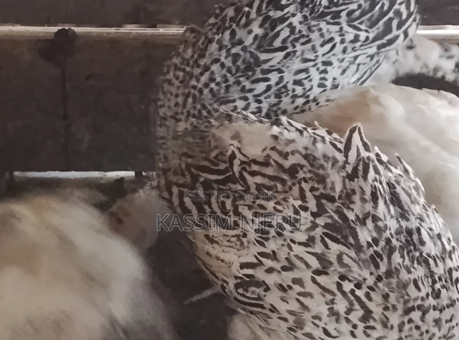 Turkeys 2 Months Old Chick S on Sell