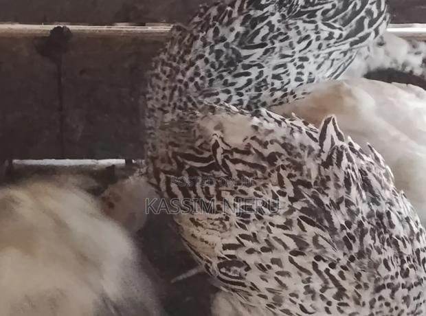 Turkeys 2 Months Old Chick S on Sell