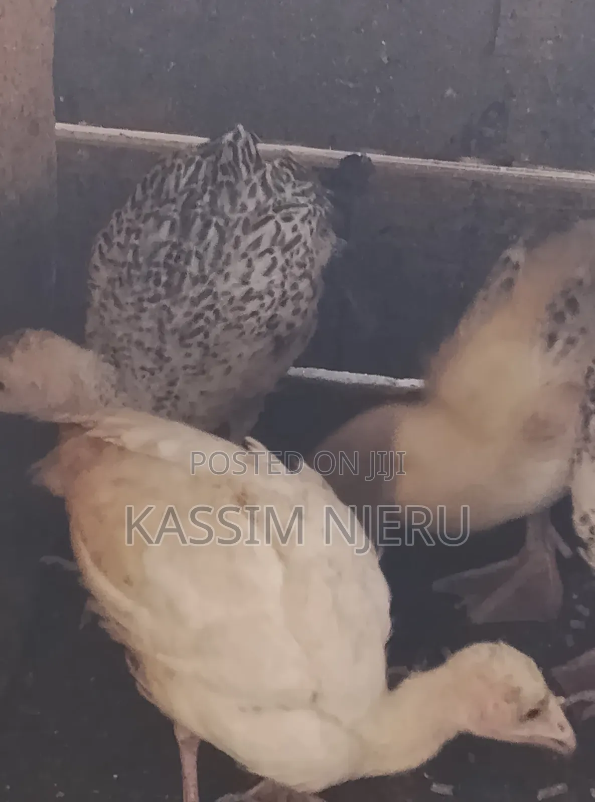 Turkeys 2 Months Old Chick S on Sell
