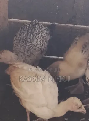 Turkeys 2 Months Old Chick S on Sell