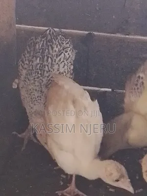 Turkeys 2 Months Old Chick S on Sell