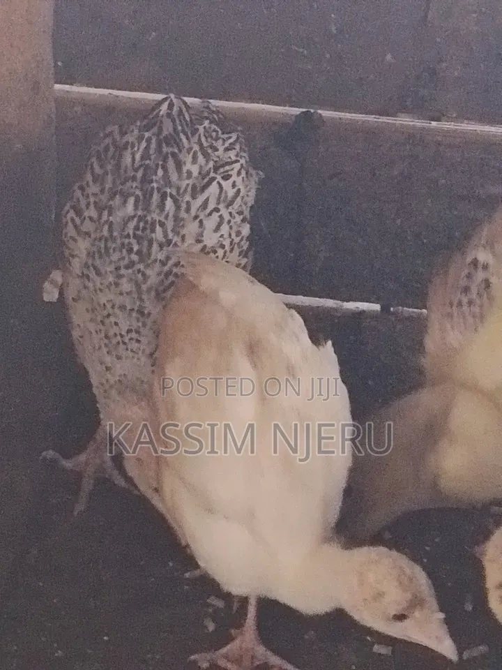 Turkeys 2 Months Old Chick S on Sell