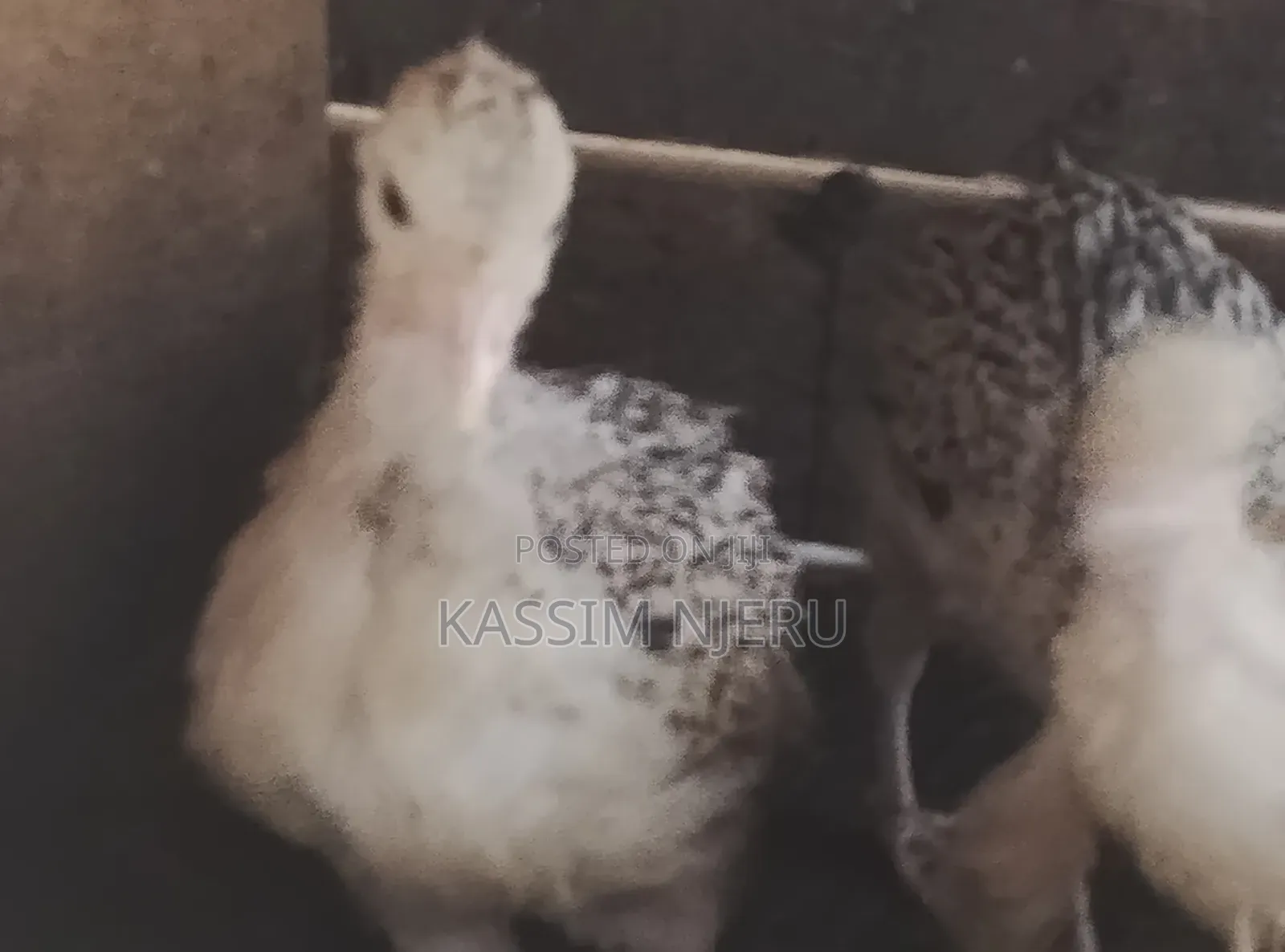 Turkeys 2 Months Old Chick S on Sell