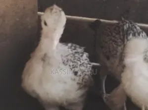 Turkeys 2 Months Old Chick S on Sell