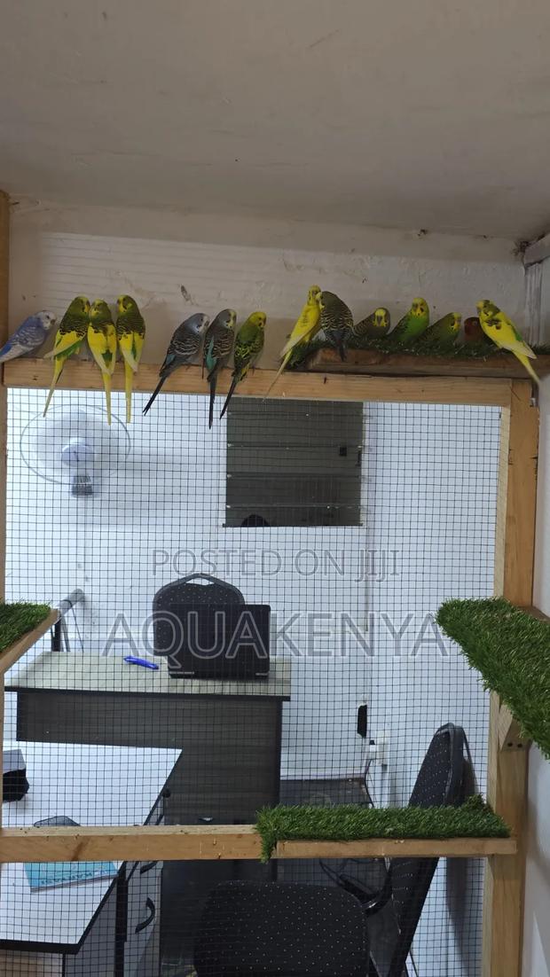 Ornamental Home Birds,Budgies Birds