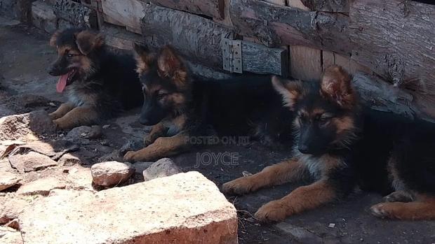 1-3 months Male Purebred German Shepherd - main view