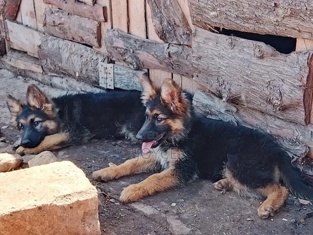 1-3 months Male Purebred German Shepherd - thumbnail 2