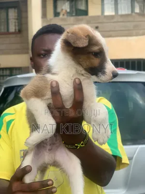 1-3 months Male Mixed Breed German Shepherd