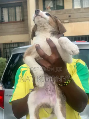 1-3 months Male Mixed Breed German Shepherd