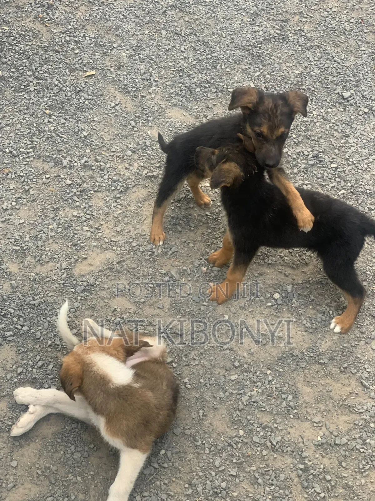 1-3 months Male Mixed Breed German Shepherd