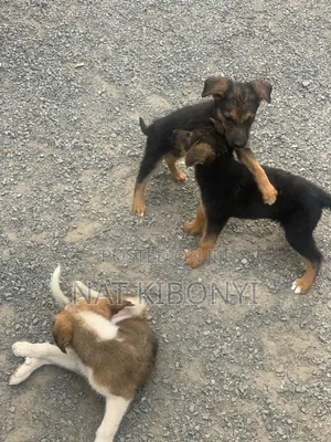 1-3 months Male Mixed Breed German Shepherd
